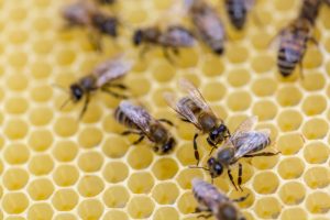 Les piqures d'abeilles peuvent être dangereuses