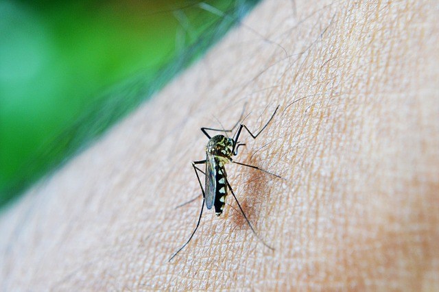 Attention aux piqures de moustiques