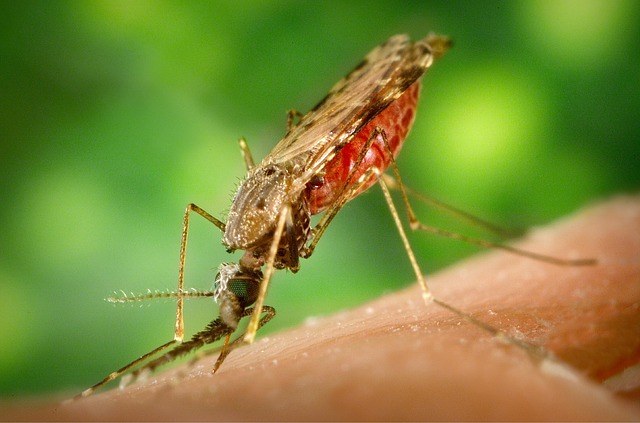 Piqure de moustique